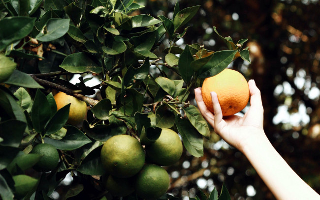 Обои картинки фото природа, плоды, апельсин