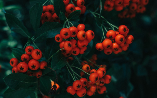 Обои картинки фото природа, ягоды,  рябина, рябина