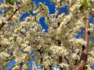 Картинка 11 04 2022 цветы цветущие+деревья+ +кустарники весна