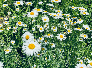 Картинка цветы ромашки