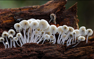 Картинка природа грибы грибная семейка