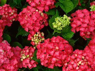 Картинка цветы гортензия