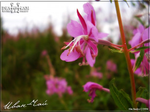 обоя иван, чай, цветы, луговые, полевые