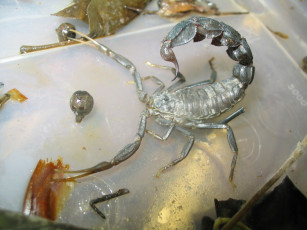 Картинка скорпион животные скорпионы