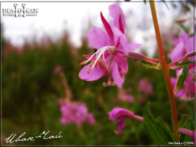 Обои картинки фото иван, чай, цветы, луговые, полевые