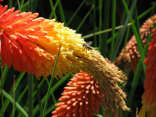 Картинка цветы