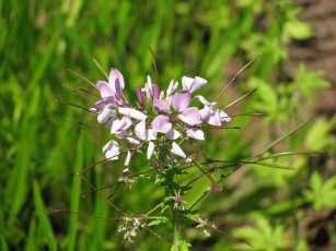 Картинка цветы клеомы