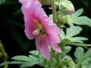 Картинка цветы мальвы