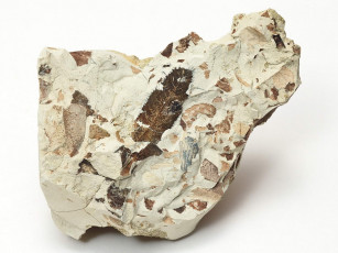 Картинка разное ракушки кораллы декоративные spa камни