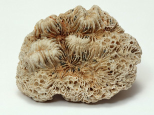 Картинка разное ракушки кораллы декоративные spa камни