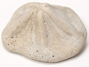 Картинка разное ракушки кораллы декоративные spa камни