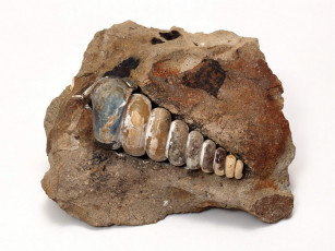 Картинка разное ракушки кораллы декоративные spa камни