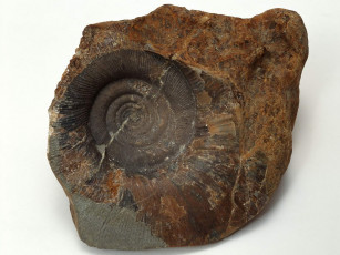 Картинка разное ракушки кораллы декоративные spa камни