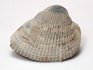 Картинка разное ракушки кораллы декоративные spa камни