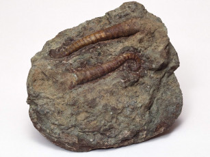 Картинка разное ракушки кораллы декоративные spa камни