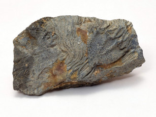 Картинка разное ракушки кораллы декоративные spa камни