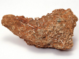 Картинка разное ракушки кораллы декоративные spa камни