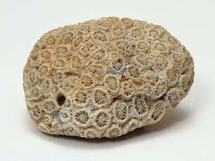 Картинка разное ракушки кораллы декоративные spa камни