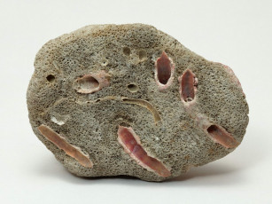 Картинка разное ракушки кораллы декоративные spa камни