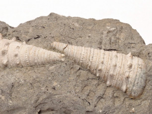 Картинка разное ракушки кораллы декоративные spa камни