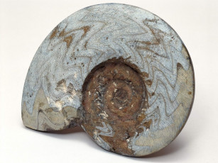 Картинка разное ракушки кораллы декоративные spa камни