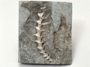 Картинка разное ракушки кораллы декоративные spa камни