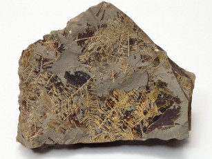 Картинка разное ракушки кораллы декоративные spa камни