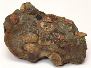 Картинка разное ракушки кораллы декоративные spa камни