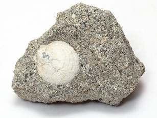 Картинка разное ракушки кораллы декоративные spa камни