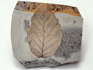 Картинка разное ракушки кораллы декоративные spa камни