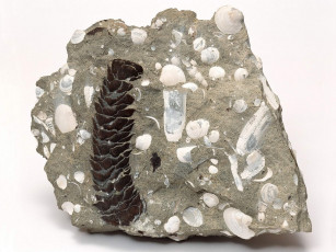 Картинка разное ракушки кораллы декоративные spa камни