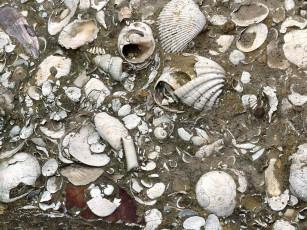 Картинка разное ракушки кораллы декоративные spa камни