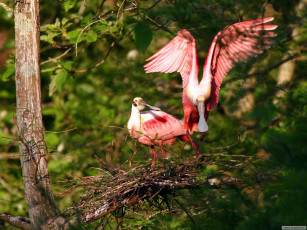 Картинка животные ибисы колпицы