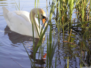 Картинка животные лебеди