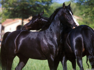 Картинка животные лошади