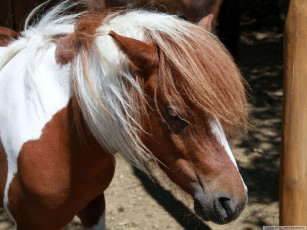 Картинка животные лошади