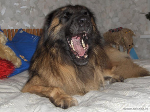 Картинка животные собаки