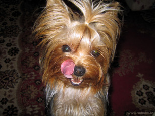 Картинка животные собаки