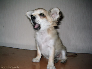 Картинка животные собаки