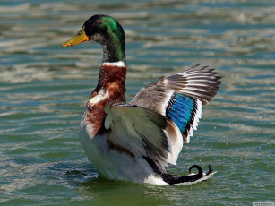 Картинка животные утки