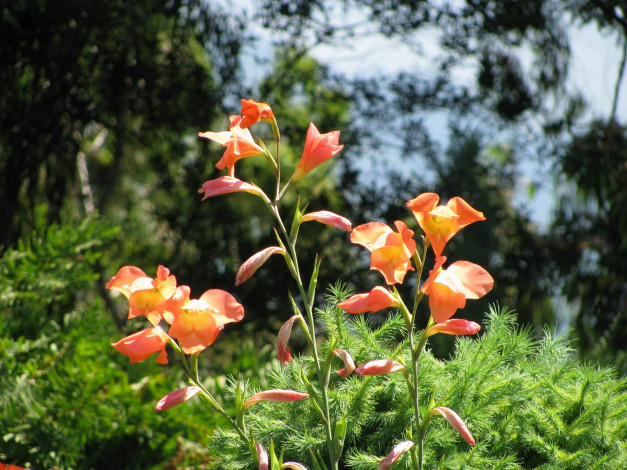 Обои картинки фото цветы