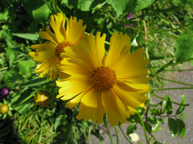 Обои картинки фото цветы, космея