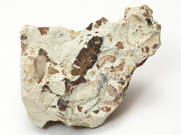 Обои картинки фото разное, ракушки, кораллы, декоративные, spa, камни