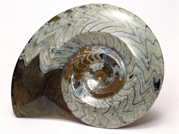 Обои картинки фото разное, ракушки, кораллы, декоративные, spa, камни