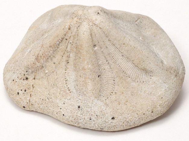 Обои картинки фото разное, ракушки, кораллы, декоративные, spa, камни