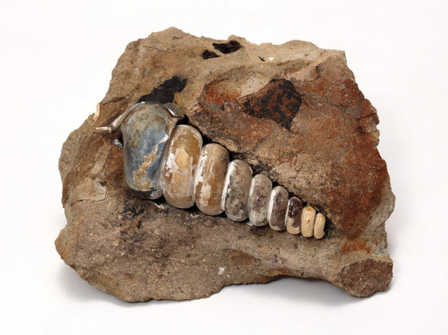 Обои картинки фото разное, ракушки, кораллы, декоративные, spa, камни