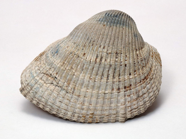 Обои картинки фото разное, ракушки, кораллы, декоративные, spa, камни