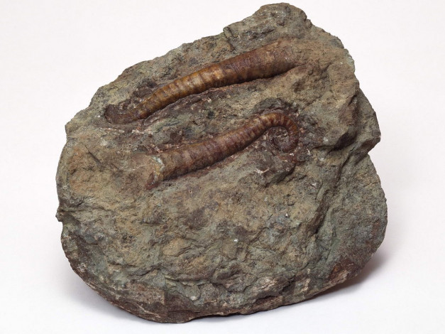 Обои картинки фото разное, ракушки, кораллы, декоративные, spa, камни