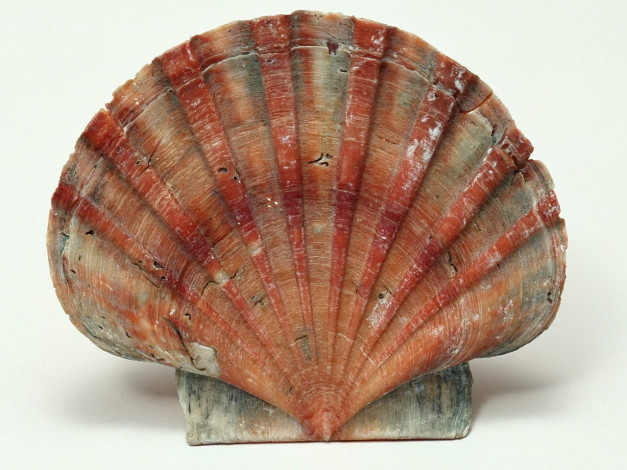 Обои картинки фото разное, ракушки, кораллы, декоративные, spa, камни