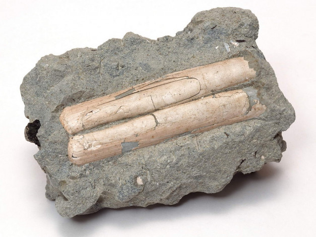 Обои картинки фото разное, ракушки, кораллы, декоративные, spa, камни